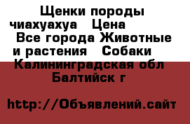 Щенки породы чиахуахуа › Цена ­ 12 000 - Все города Животные и растения » Собаки   . Калининградская обл.,Балтийск г.